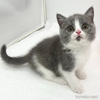 販売中の愛知県のブリティッシュショートヘア-118894の2枚目