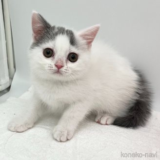 販売中の愛知県のブリティッシュショートヘア-118898の1枚目