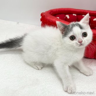 販売中の愛知県のブリティッシュショートヘア-118898の3枚目