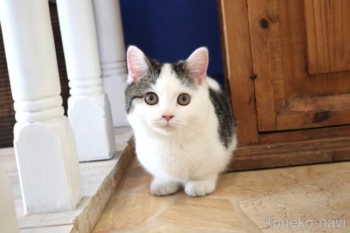 販売中の大阪府のマンチカン(短足)-109273の6枚目