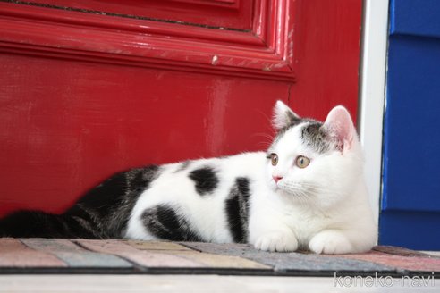 販売中の大阪府のマンチカン(短足)-109273の5枚目