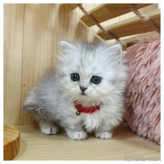 販売中の長野県のミヌエット(短足)-118916の5枚目