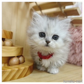 販売中の長野県のミヌエット(短足)-118916