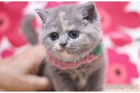 商談中の東京都のマンチカン-118928の3枚目