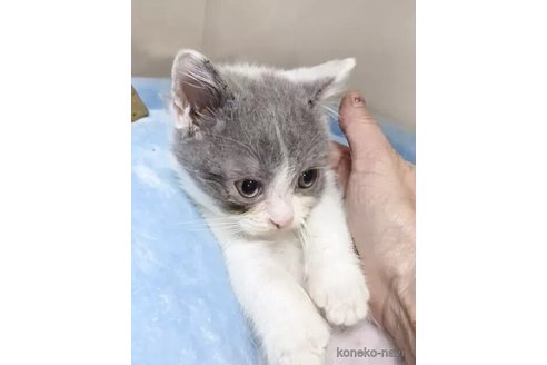 販売中の千葉県のミヌエット-118931の2枚目