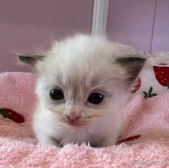 販売中の広島県のラグドール-118947の1枚目