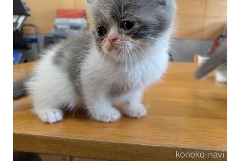 販売中の大阪府のミヌエット-115733の9枚目
