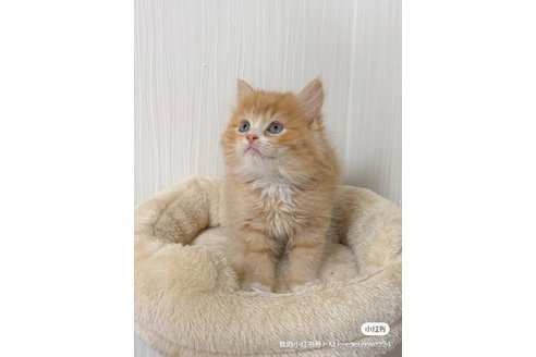 販売中の埼玉県のスコティッシュフォールド-118958の2枚目