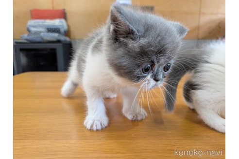 販売中の大阪府のミヌエット-115791の2枚目