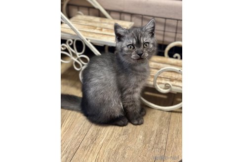 販売中の香川県のブリティッシュショートヘア-114447の4枚目