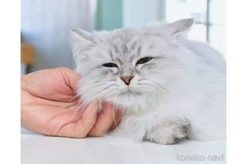 販売中の長野県のミヌエット-118960の3枚目