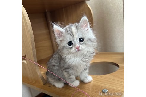 販売中の千葉県のサイベリアン-118964の3枚目