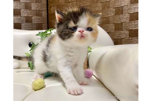 販売中の愛知県のエキゾチックショートヘア-118969