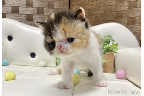 販売中の愛知県のエキゾチックショートヘア-118969の4枚目