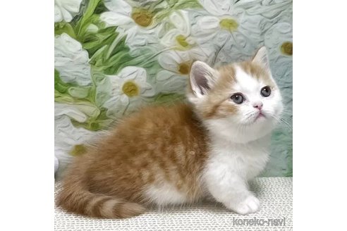 販売中の埼玉県のミヌエット-118968の2枚目