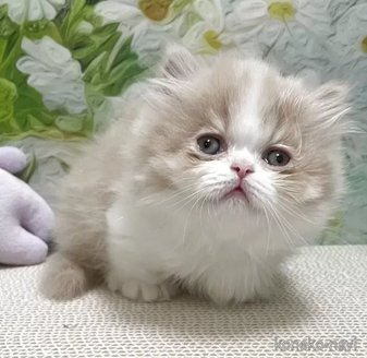 販売中の埼玉県のミヌエット-118972