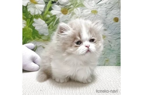 販売中の埼玉県のミヌエット-118972の2枚目