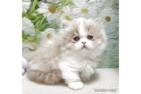販売中の埼玉県のミヌエット-118972の3枚目