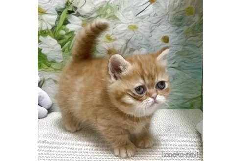 販売中の埼玉県のミヌエット-118973の2枚目