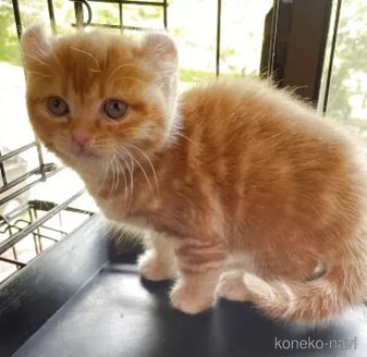 販売中の静岡県のキンカロー-118974の1枚目