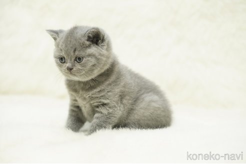 販売中の滋賀県のブリティッシュショートヘア-118977の5枚目