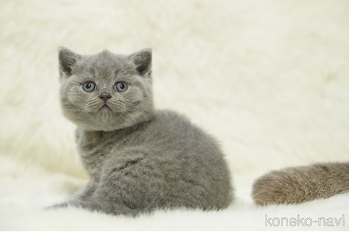販売中の滋賀県のブリティッシュショートヘア-118977の4枚目
