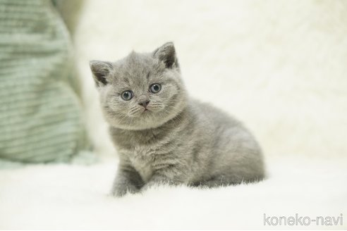 販売中の滋賀県のブリティッシュショートヘア-118977の3枚目