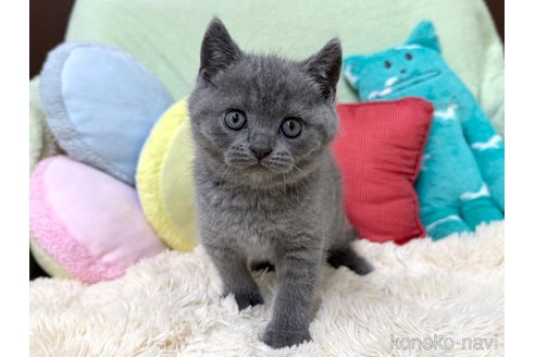 成約済の大阪府のブリティッシュショートヘア-117273の2枚目