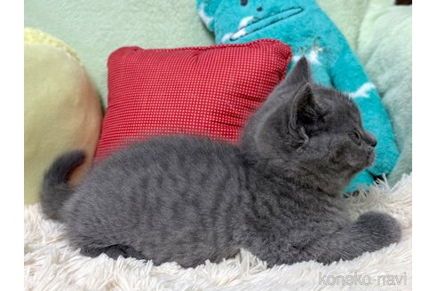 成約済の大阪府のブリティッシュショートヘア-117273の4枚目