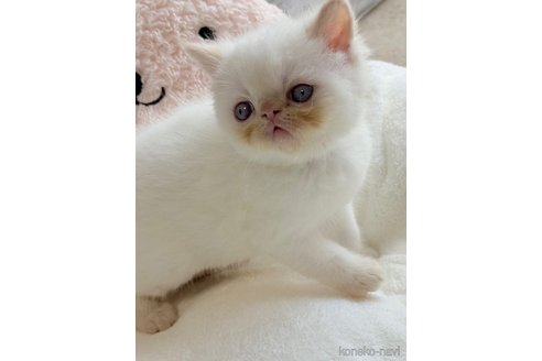 成約済の奈良県のエキゾチックショートヘア-118982の2枚目