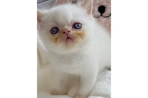 成約済の奈良県のエキゾチックショートヘア-118982の3枚目