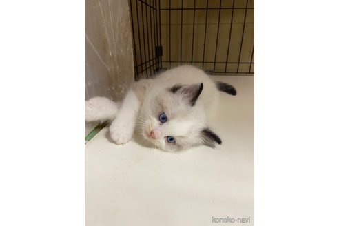 販売中の千葉県のラグドール-118983の4枚目