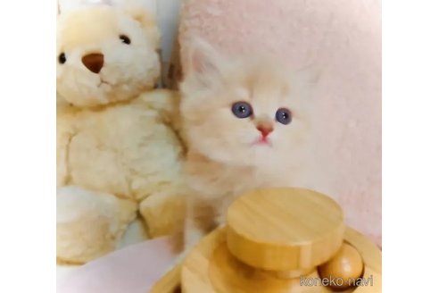 販売中の東京都のスコティッシュフォールド-118992の3枚目