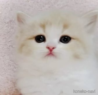 販売中の東京都のスコティッシュフォールド-118993の1枚目