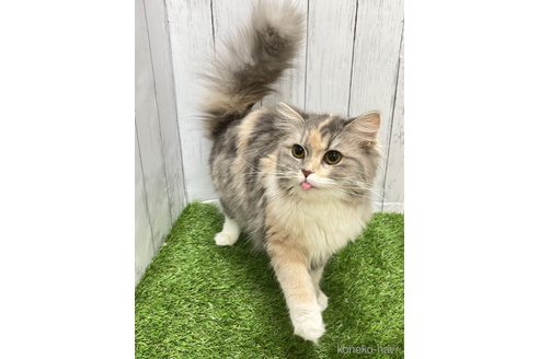 ヴィヴィちゃん1枚目