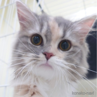 ヴィヴィちゃん1枚目