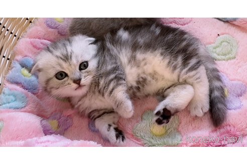 販売中の京都府のマンチカン(短足)-119006の4枚目