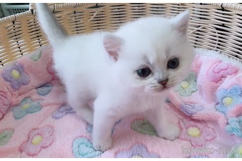 販売中の京都府のブリティッシュショートヘア-119008の3枚目