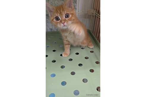 販売中の東京都のマンチカン-118299の2枚目