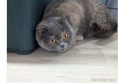 販売中の神奈川県のブリティッシュショートヘア-119010の5枚目