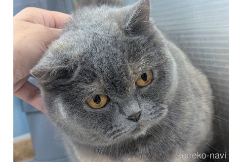 販売中の神奈川県のブリティッシュショートヘア-119010の6枚目