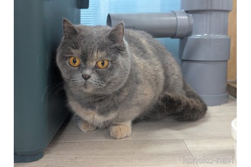 販売中の神奈川県のブリティッシュショートヘア-119010の4枚目
