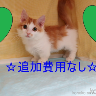 販売中の東京都のマンチカン(短足)-119012