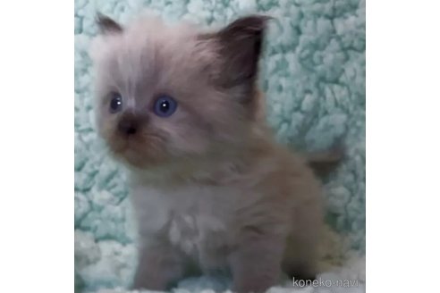 販売中の和歌山県のサイベリアン-119014の5枚目