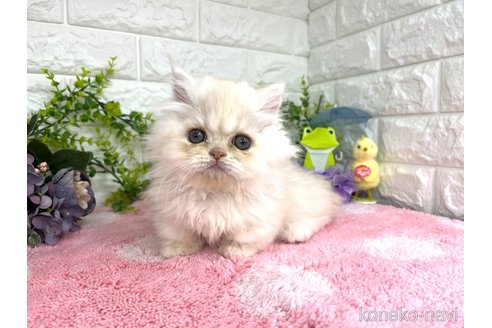 販売中の埼玉県のミヌエット(短足)-117170の5枚目