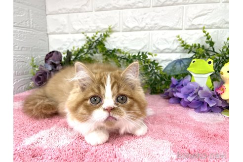 販売中の埼玉県のミヌエット-115042の3枚目