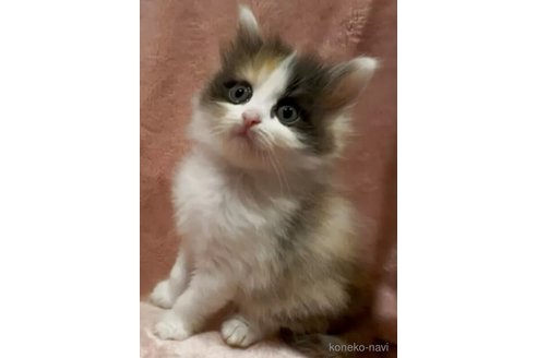 販売中の和歌山県のサイベリアン-119017の4枚目