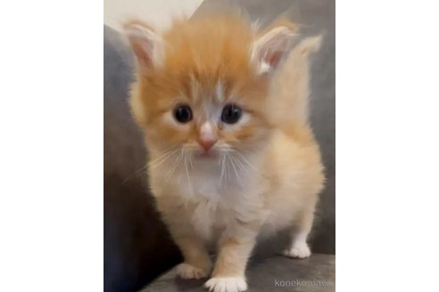 販売中の和歌山県のサイベリアン-119019の2枚目
