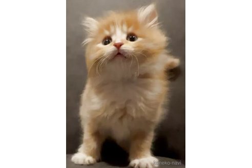 販売中の和歌山県のサイベリアン-119019の3枚目