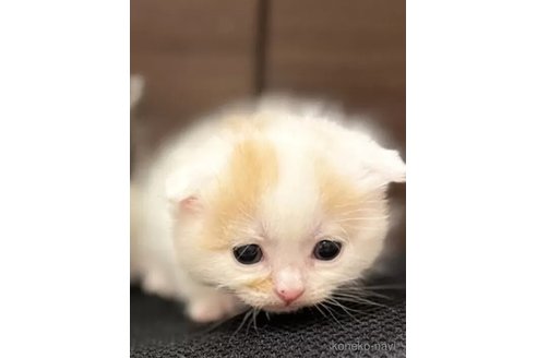 販売中の長野県のスコティッシュフォールド(折れ耳)-119024の2枚目